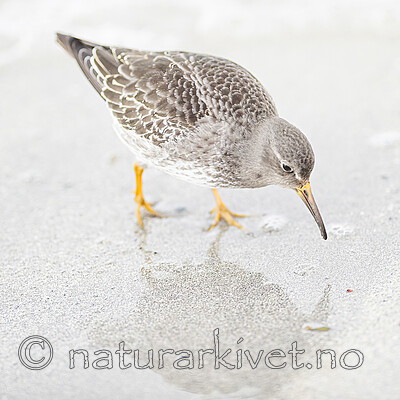 BB 13 0633 / Calidris maritima / Fjæreplytt